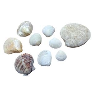 Sea Shells Mixed Lot for Crafts Aquarium & More Nautical Sea Shore Ocean Decor